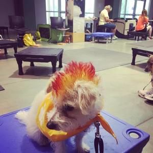 Meet your Posher, James